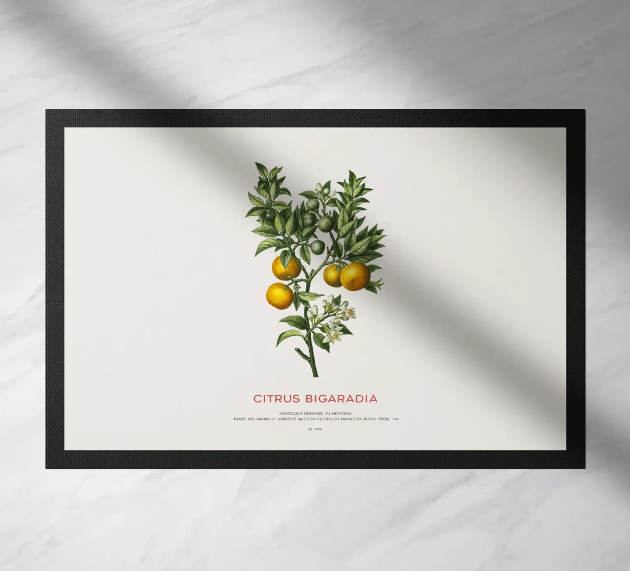 Arancio amaro o Citrus Bigarradia zerbino da Vintagrafica