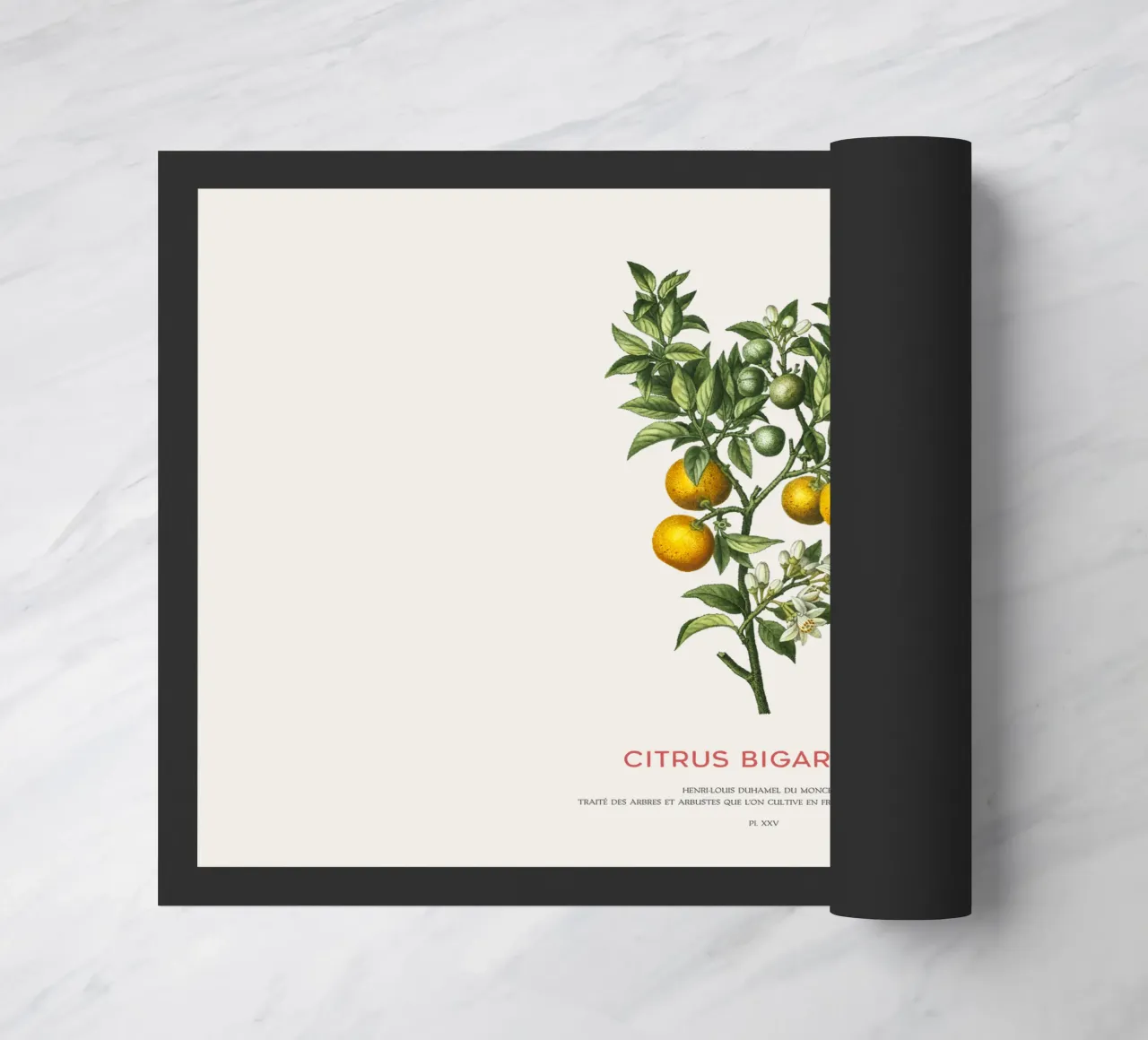 Arancio amaro o Citrus Bigarradia zerbino da Vintagrafica