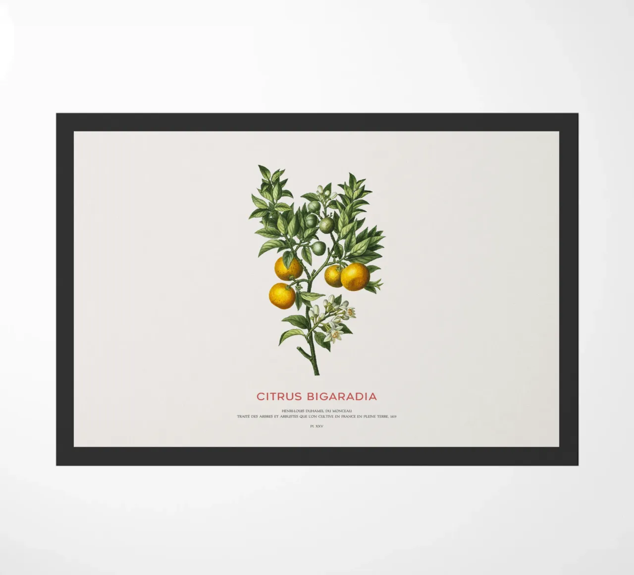 Arancio amaro o Citrus Bigarradia zerbino da Vintagrafica