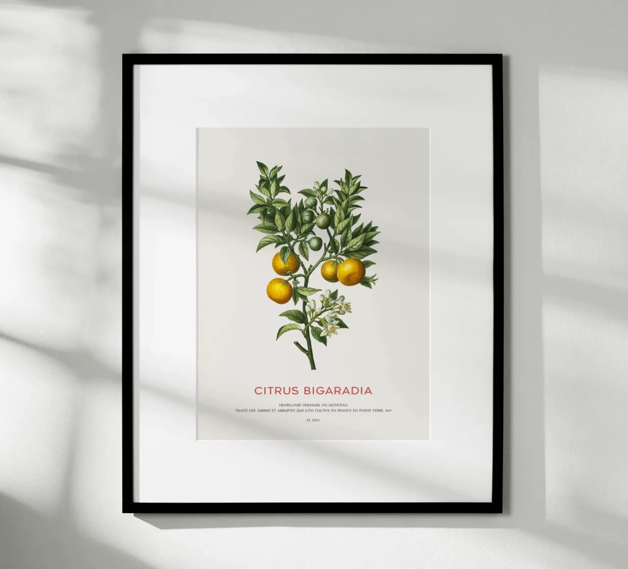 Arancio amaro o Citrus Bigarradia carta hahnemühle da Vintagrafica