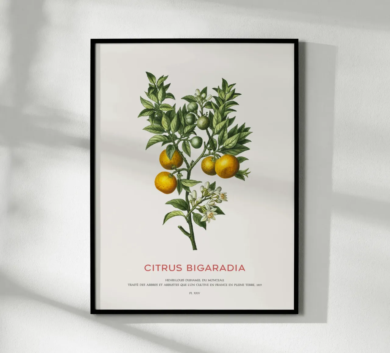 Arancio amaro o Citrus Bigarradia carta hahnemühle da Vintagrafica