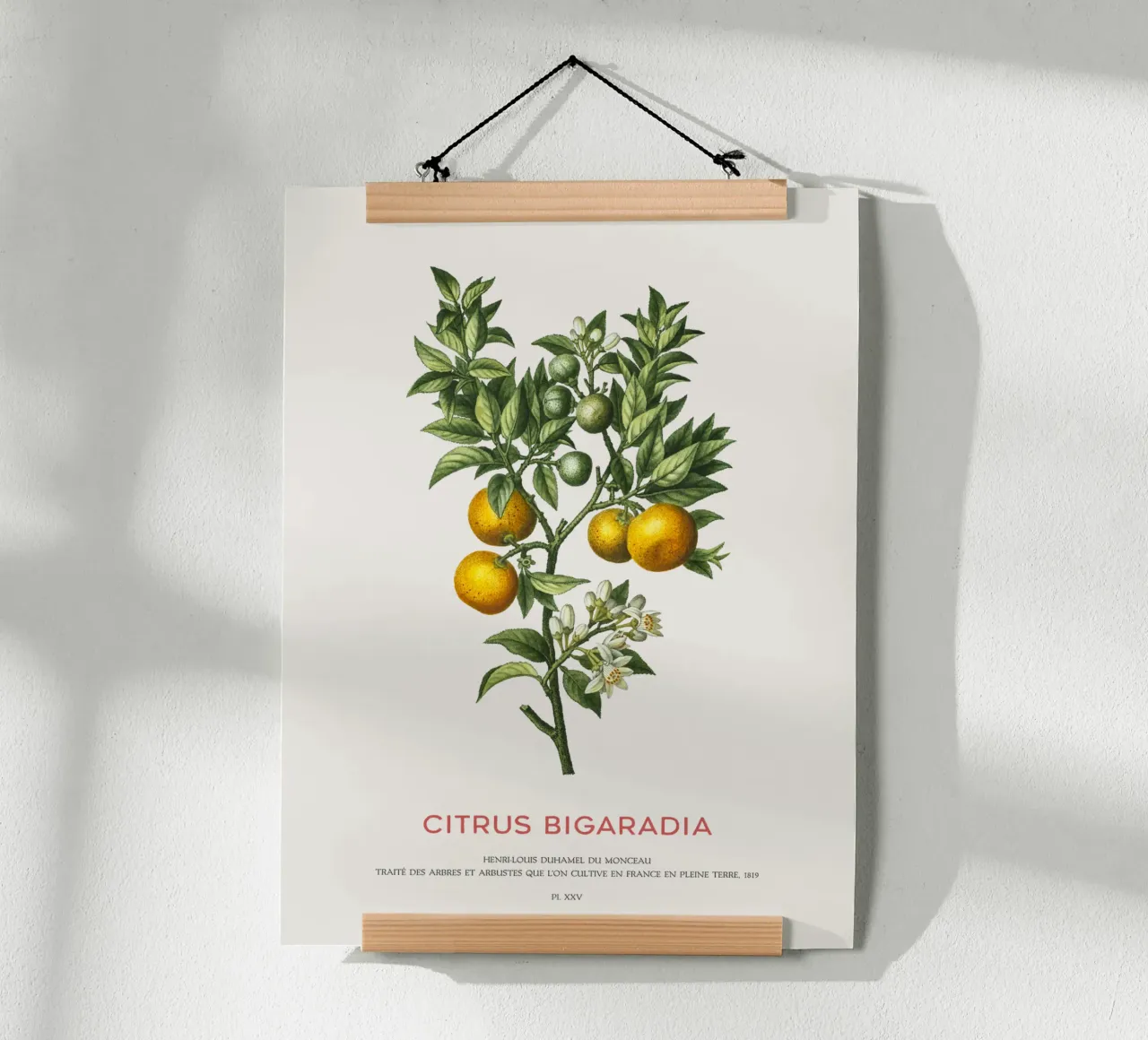 Arancio amaro o Citrus Bigarradia carta hahnemühle da Vintagrafica
