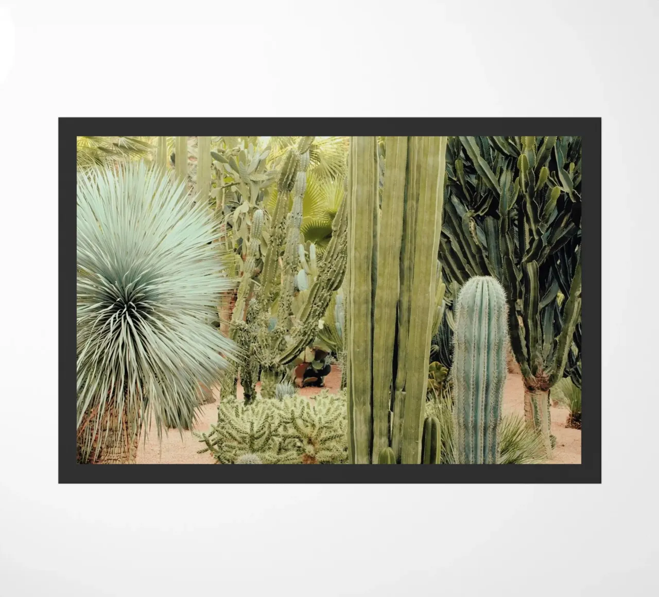 Marrakesh Paradise 11 zerbino da Paul Aidan Perry