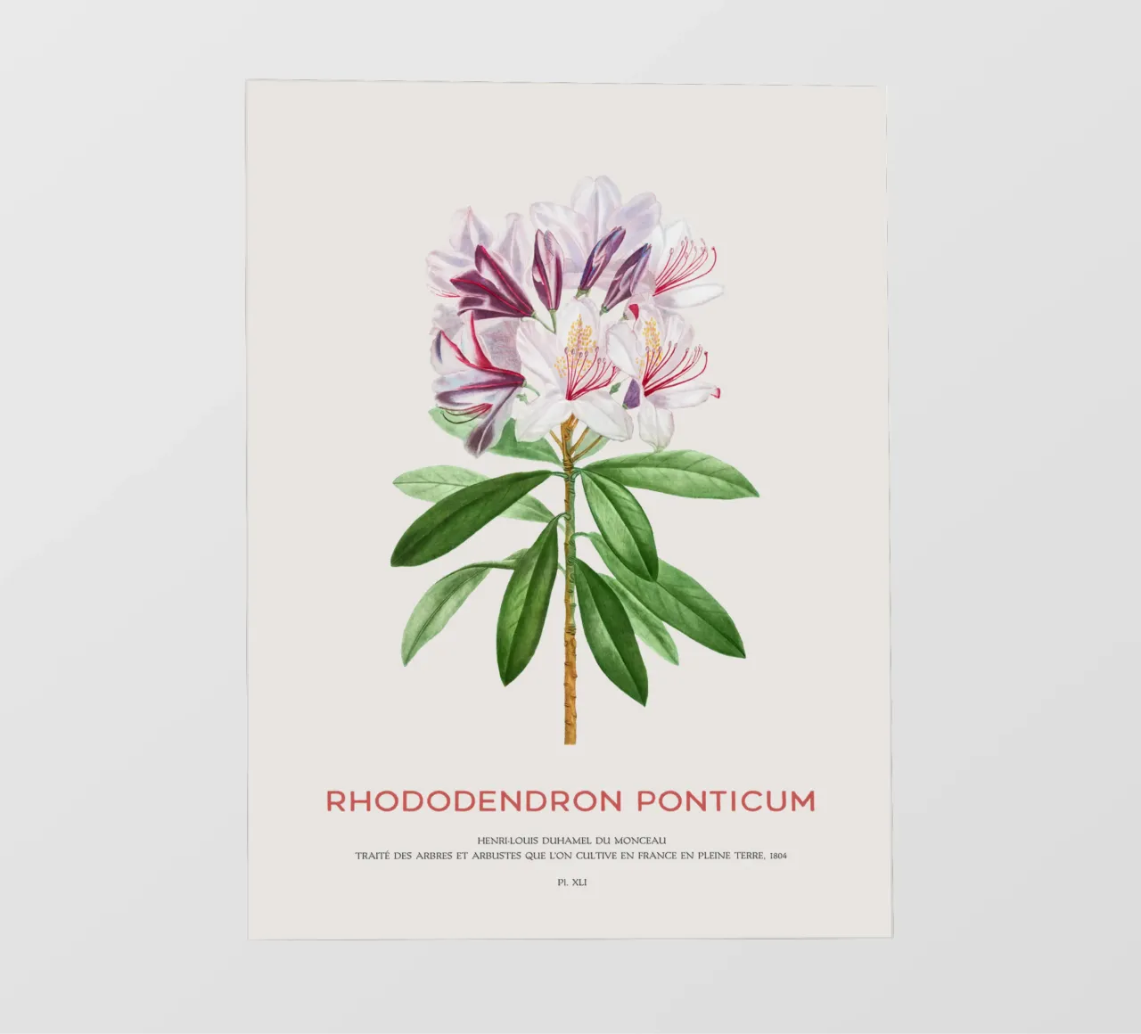 Rododendro pontico o Rhododendron Ponticum pellicola backlit da Vintagrafica