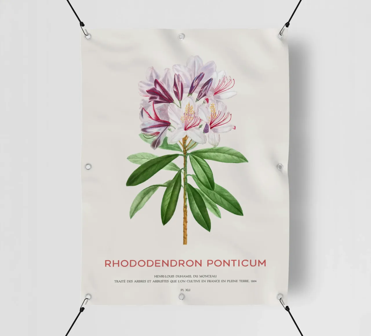 Pontischer Rhododendron oder Rhododendron Ponticum PVC Plane von Vintagrafica