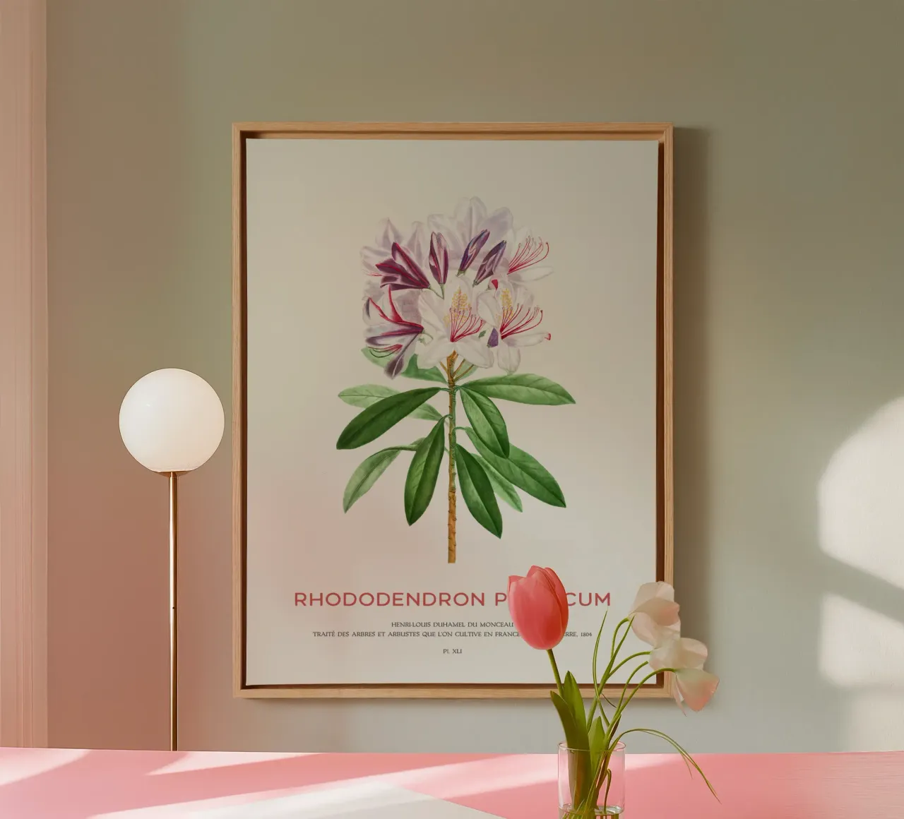 Pontischer Rhododendron oder Rhododendron Ponticum Leinwand von Vintagrafica