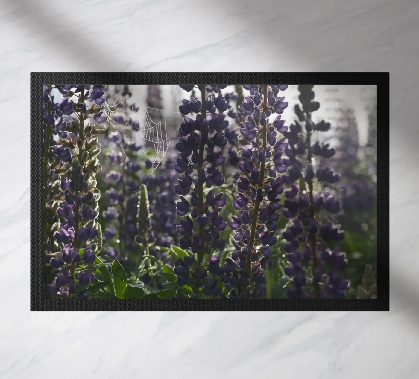 Lupines zerbino da Carol Maia