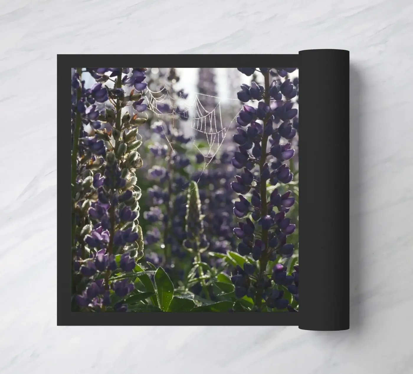 Lupines zerbino da Carol Maia