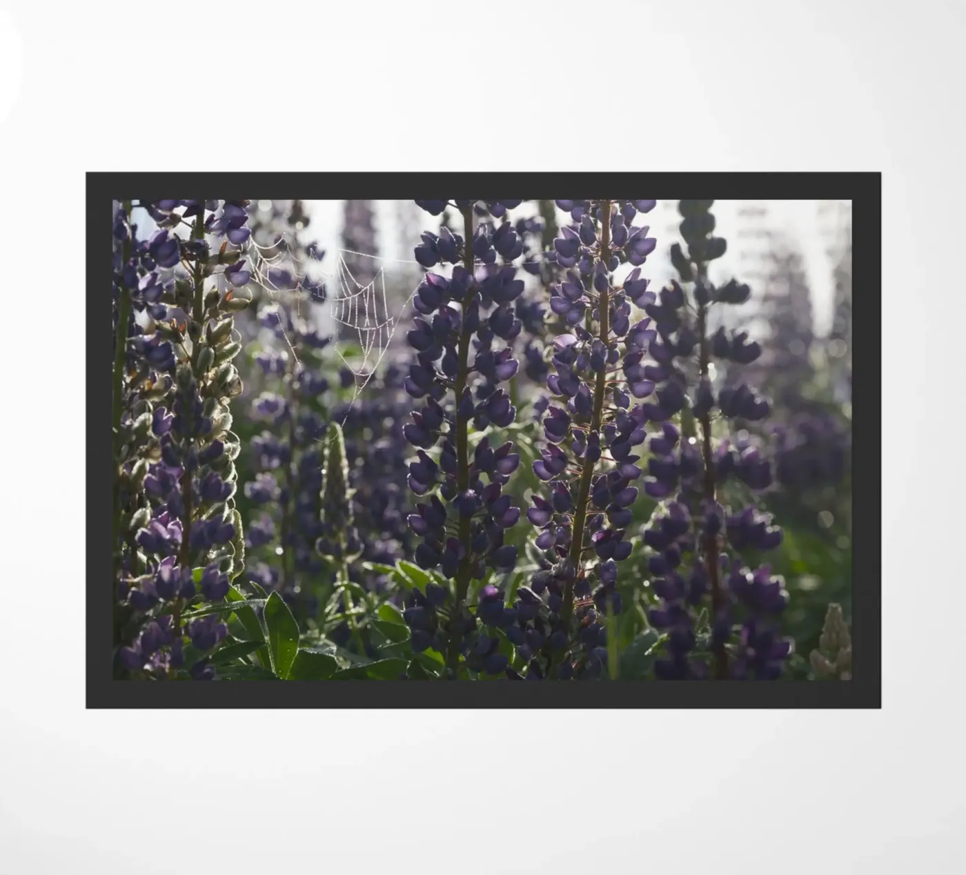 Lupines zerbino da Carol Maia