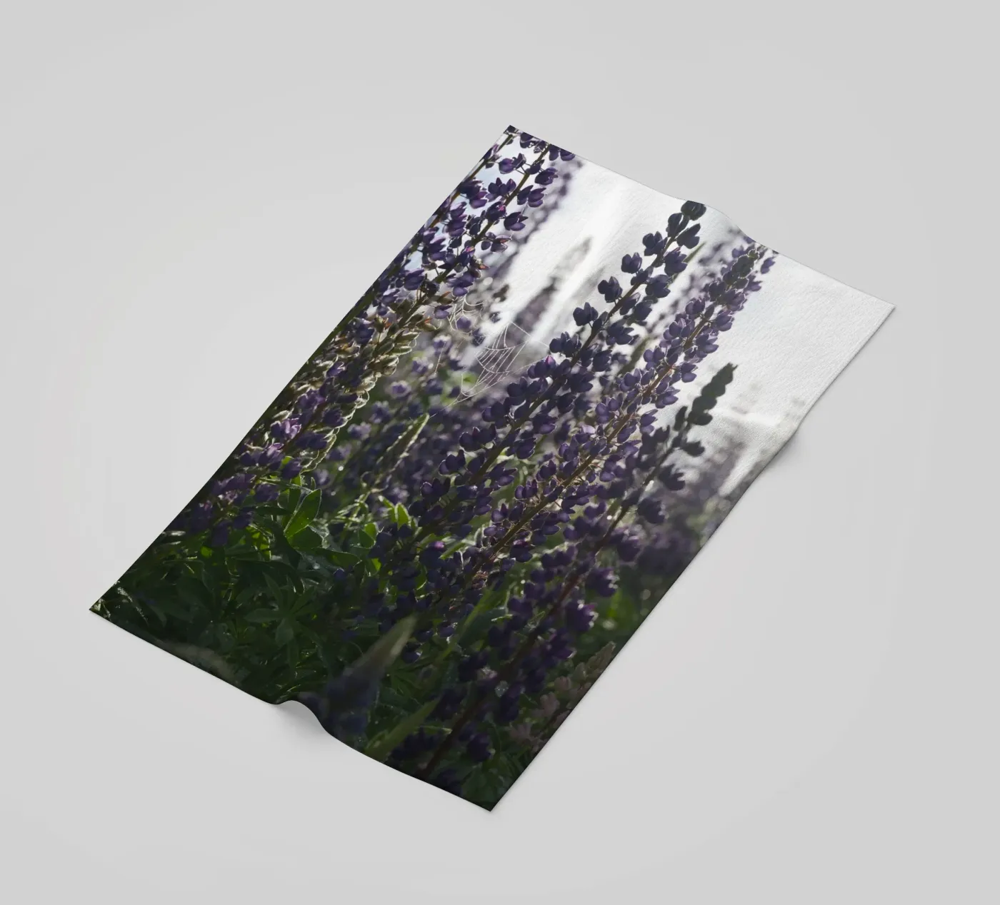 Lupines telo mare da Carol Maia
