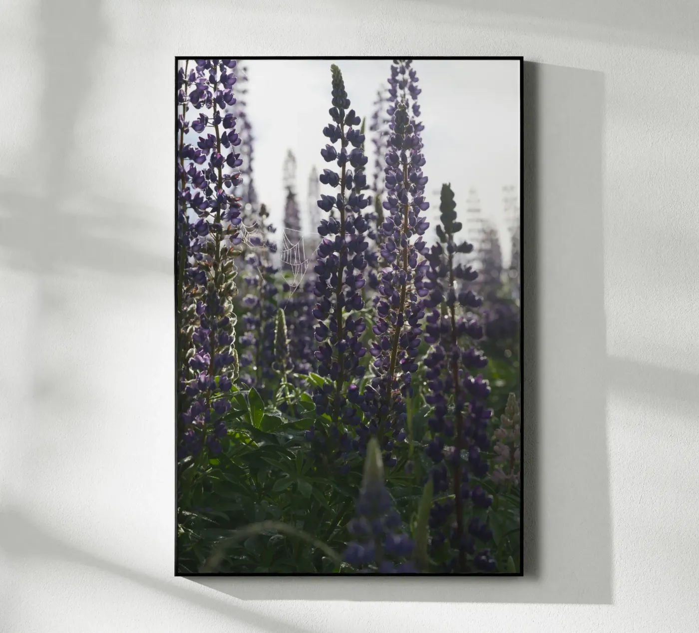 Lupines plexiglass da Carol Maia