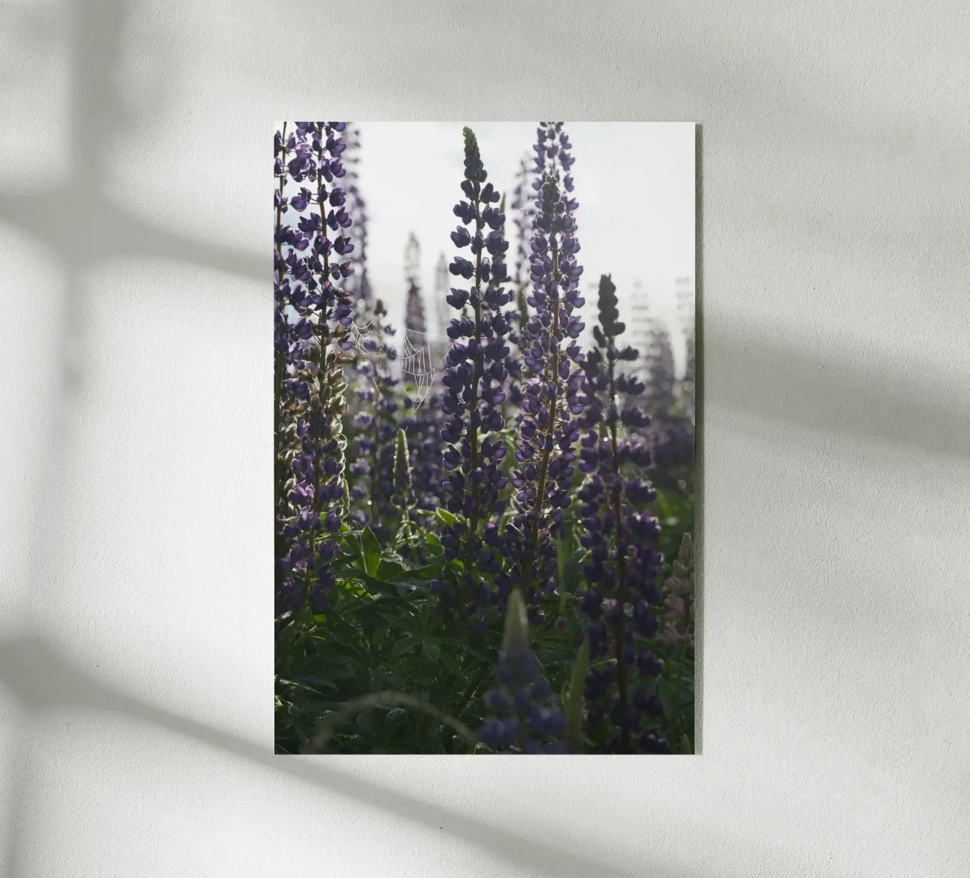 Lupines plexiglass da Carol Maia