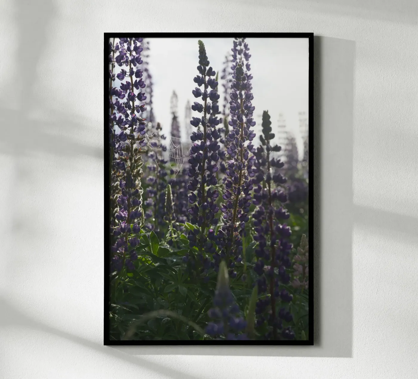 Lupines poster da Carol Maia