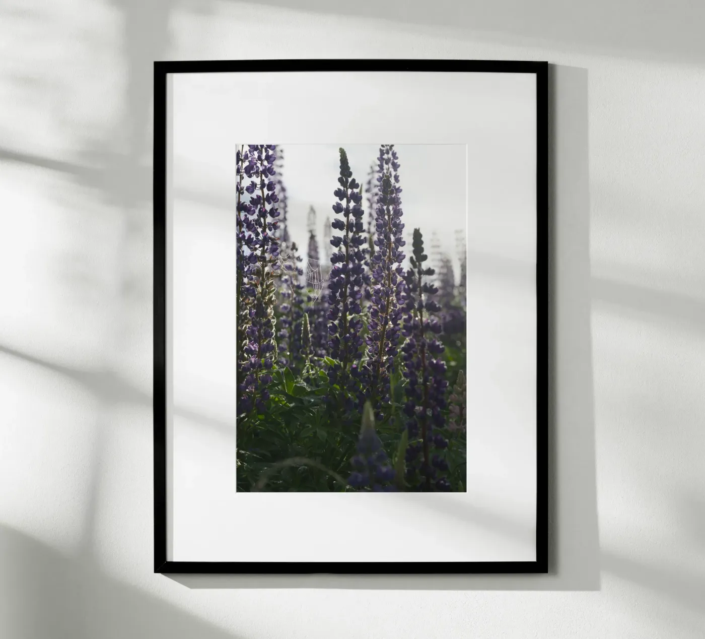 Lupines poster da Carol Maia