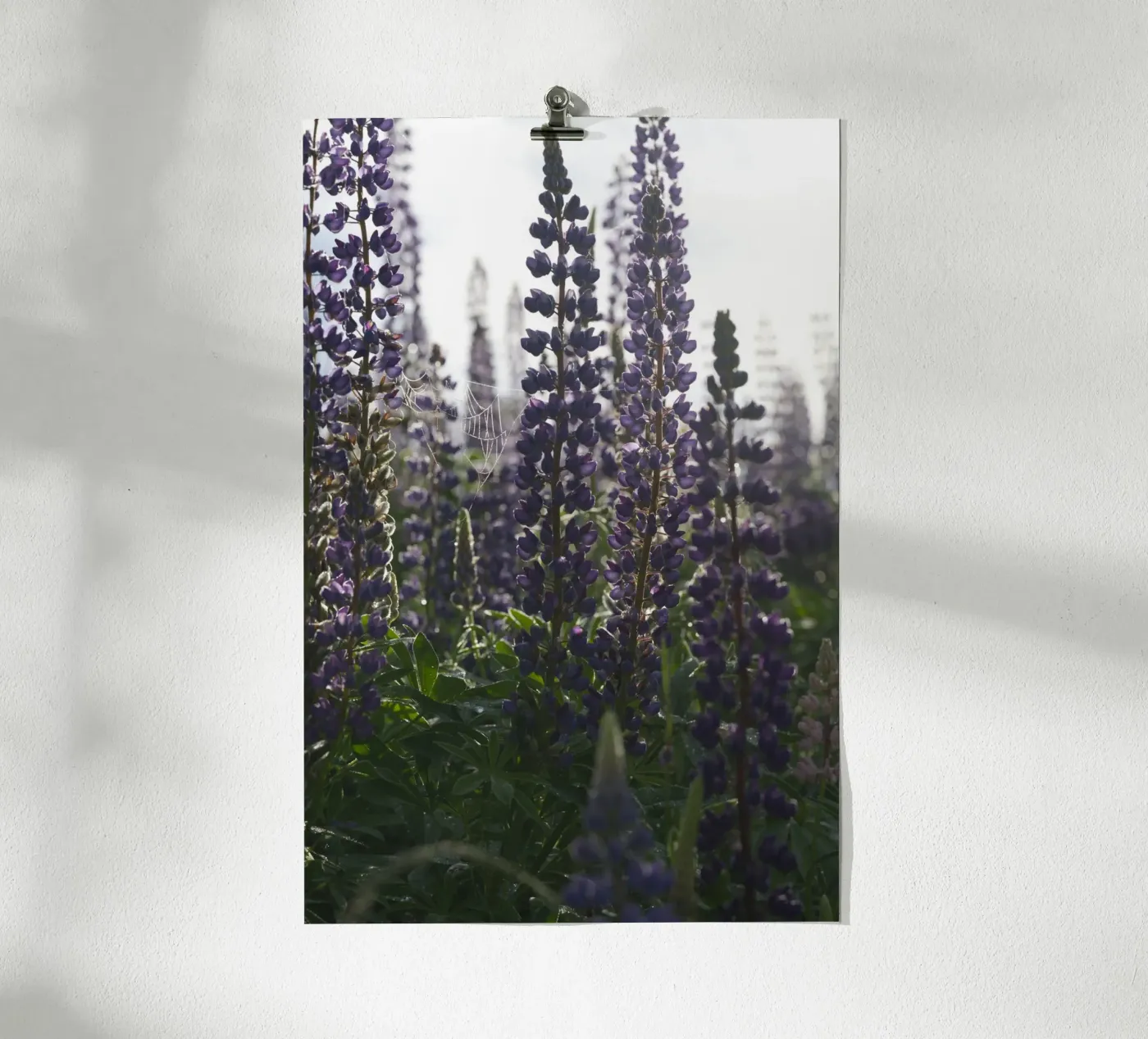Lupines poster da Carol Maia