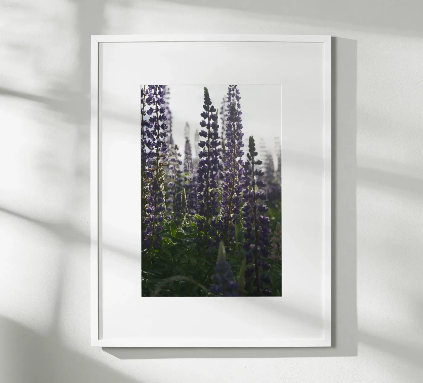 Lupines poster da Carol Maia