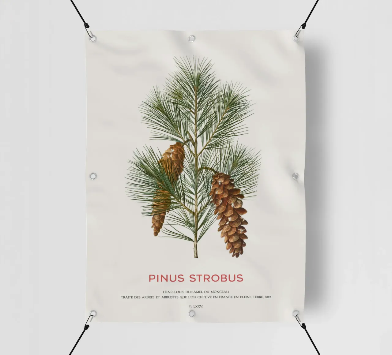 Pino bianco o Pinus Strobus telo in pvc da Vintagrafica