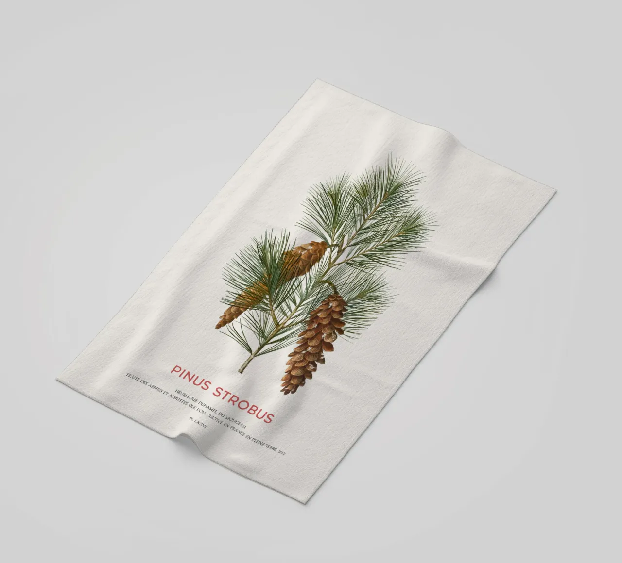 Pino bianco o Pinus Strobus telo mare da Vintagrafica