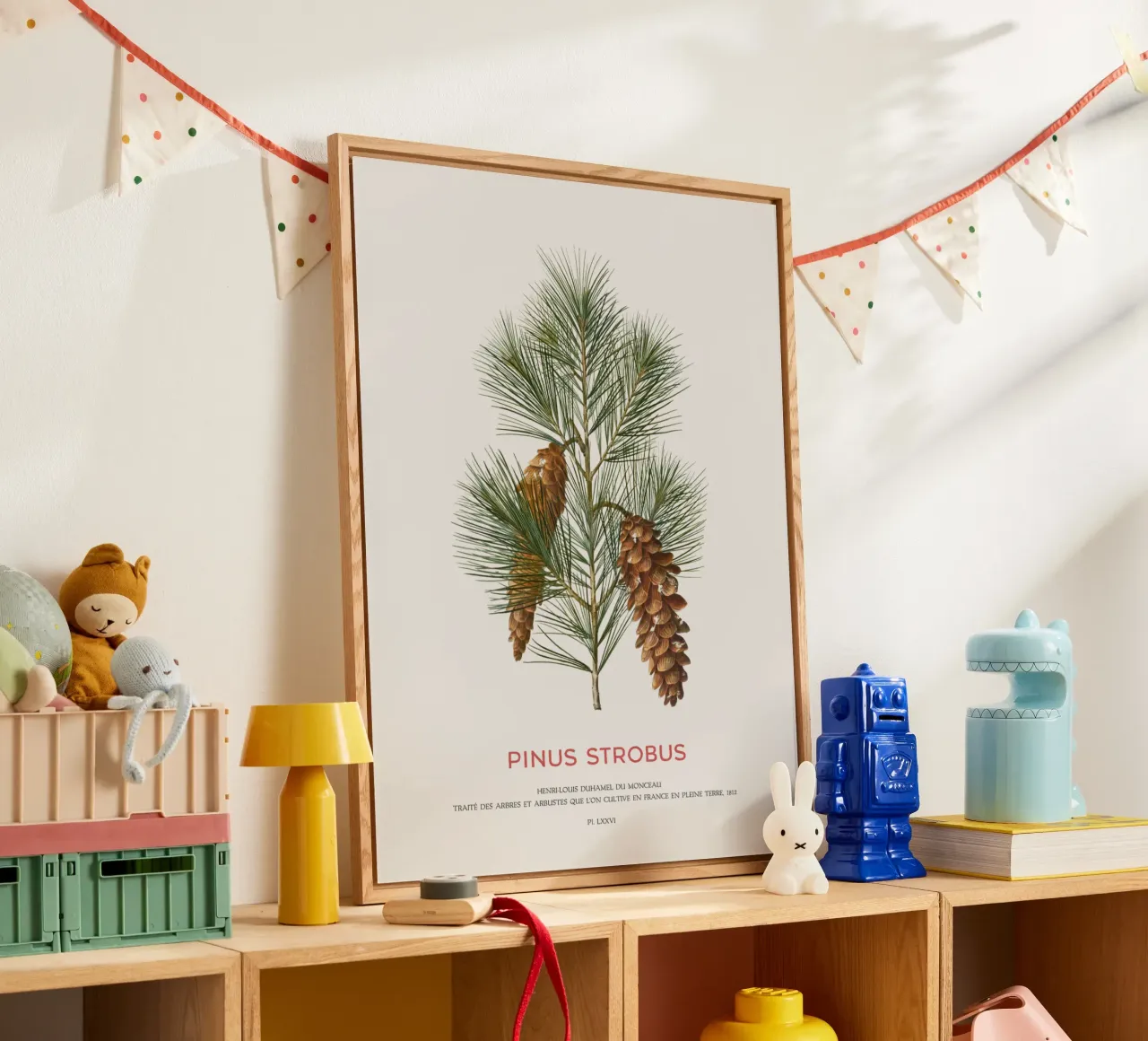 Pino bianco o Pinus Strobus plexiglass da Vintagrafica