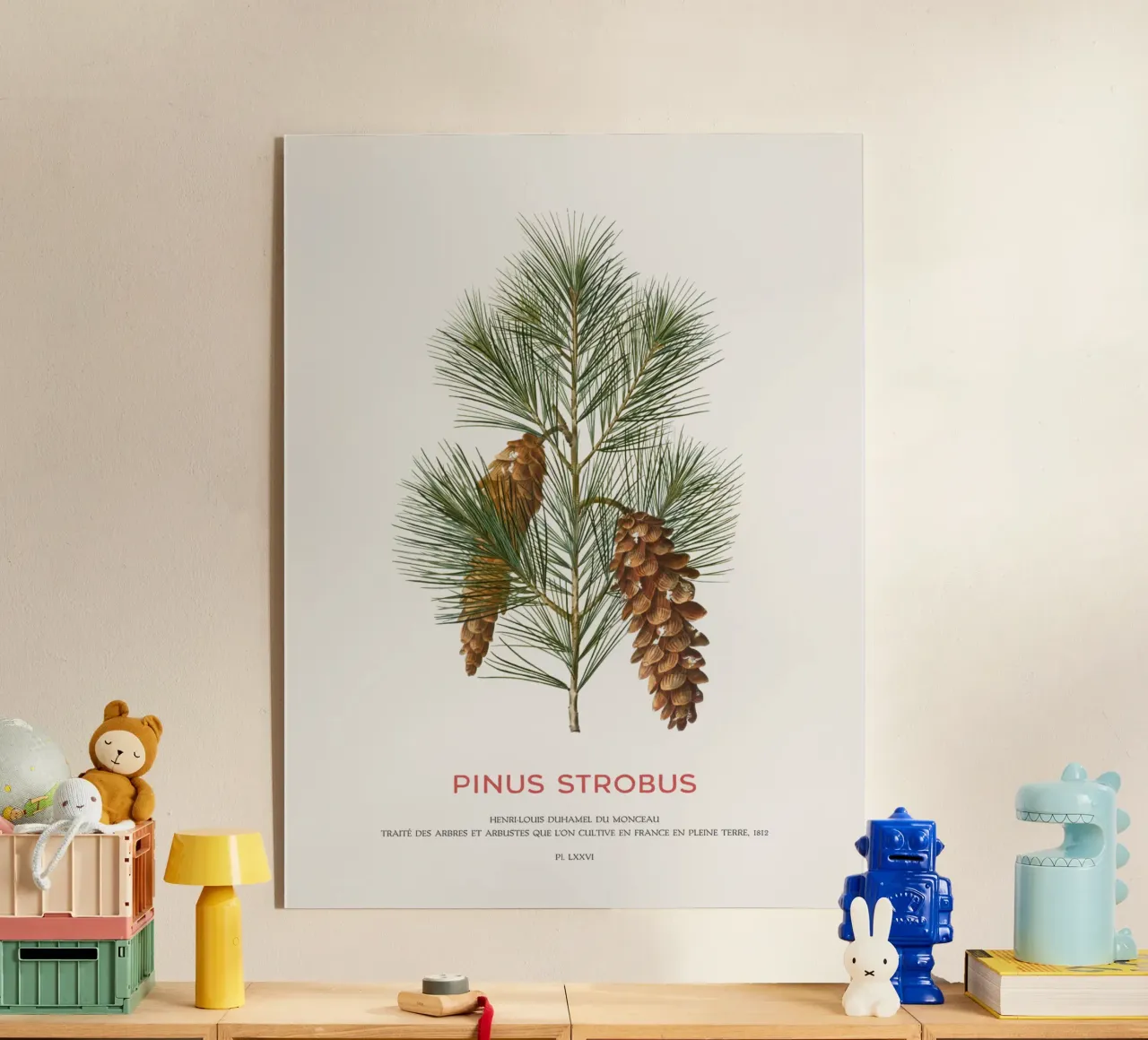 Pino bianco o Pinus Strobus plexiglass da Vintagrafica