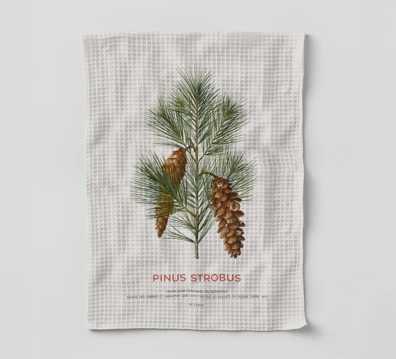 Weißkiefer oder Pinus Strobus Geschirrtuch von Vintagrafica