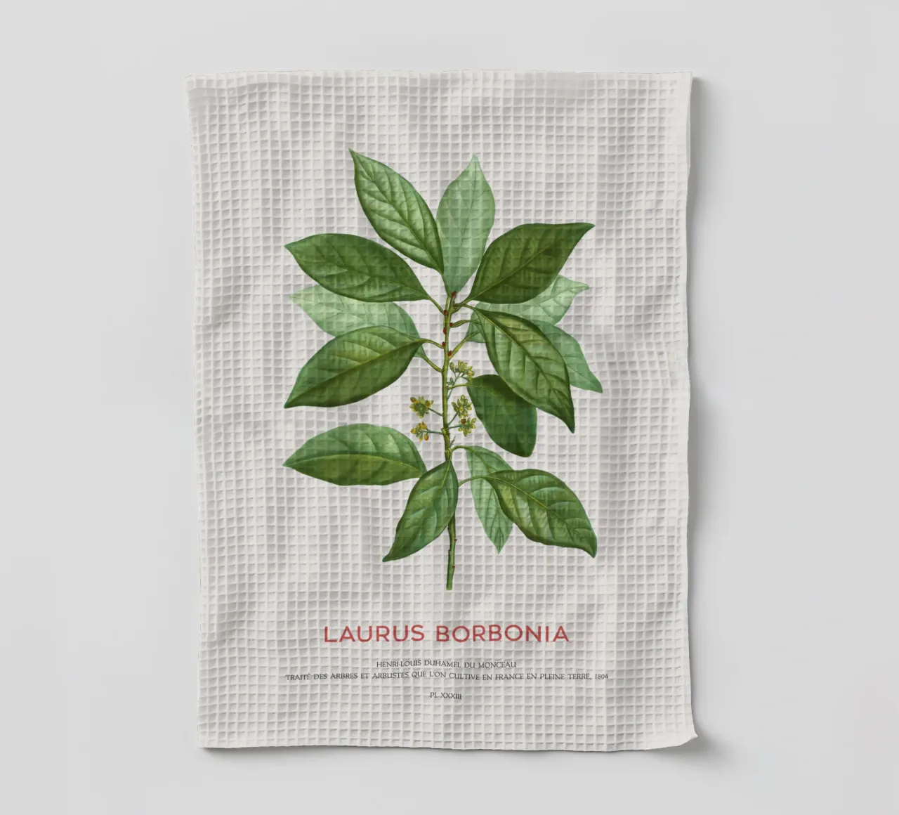 Redbay or Laurus Borbonia tea towel by Vintagrafica