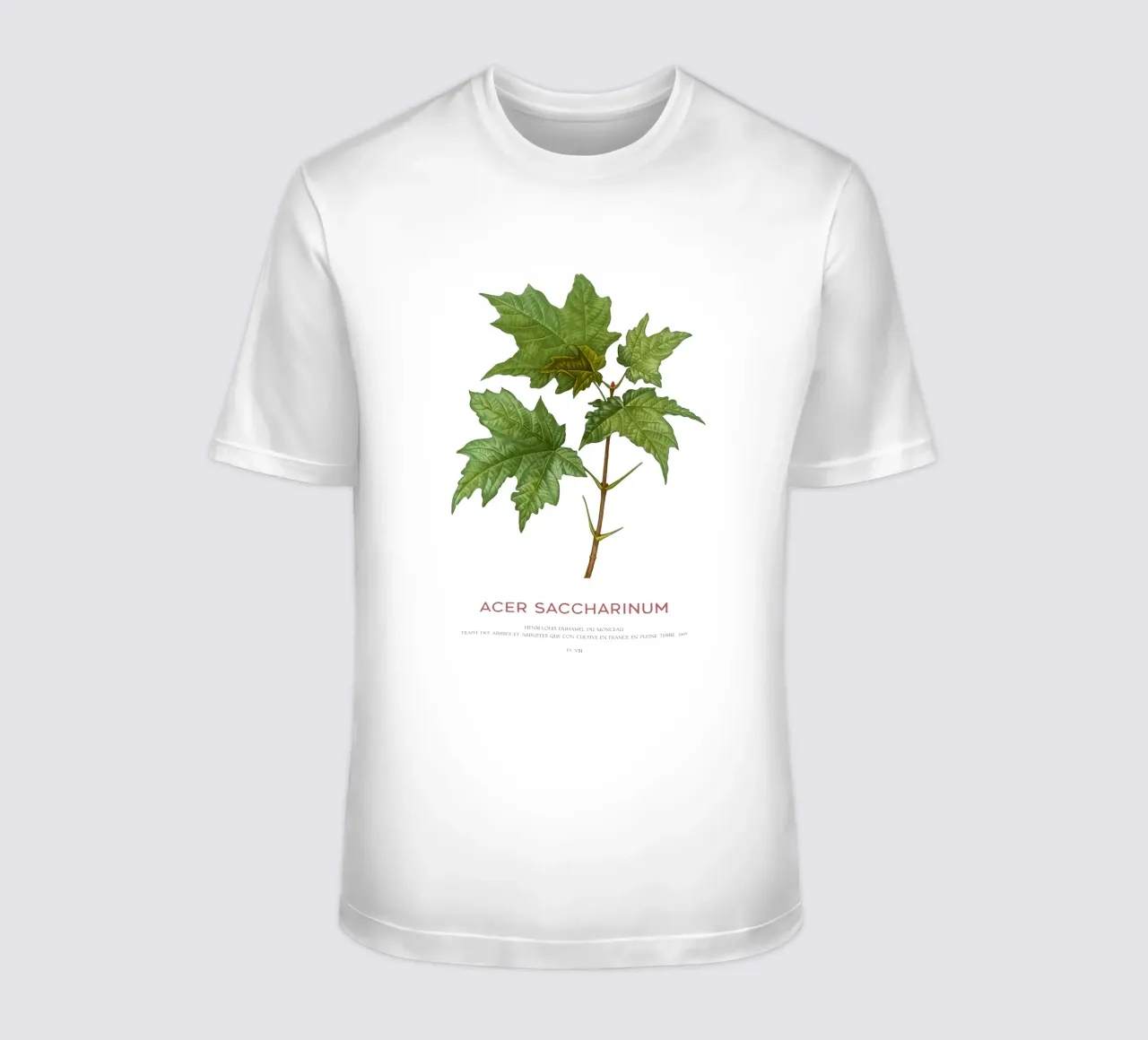 Acero d'argento o Acer Saccharinum t-shirt da Vintagrafica
