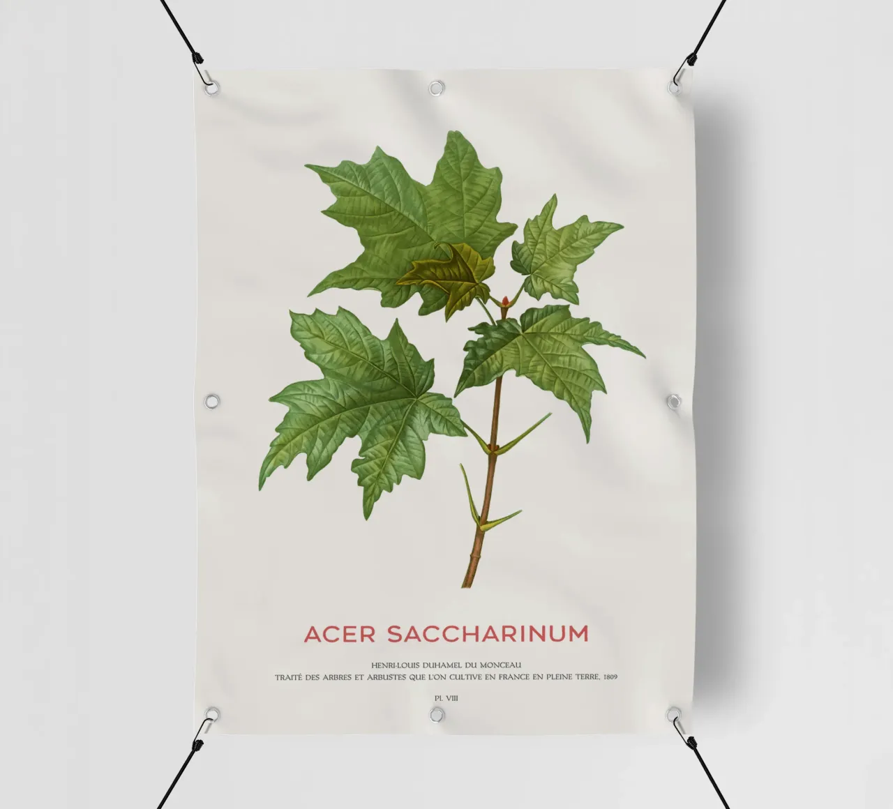 Acero d'argento o Acer Saccharinum telo in pvc da Vintagrafica