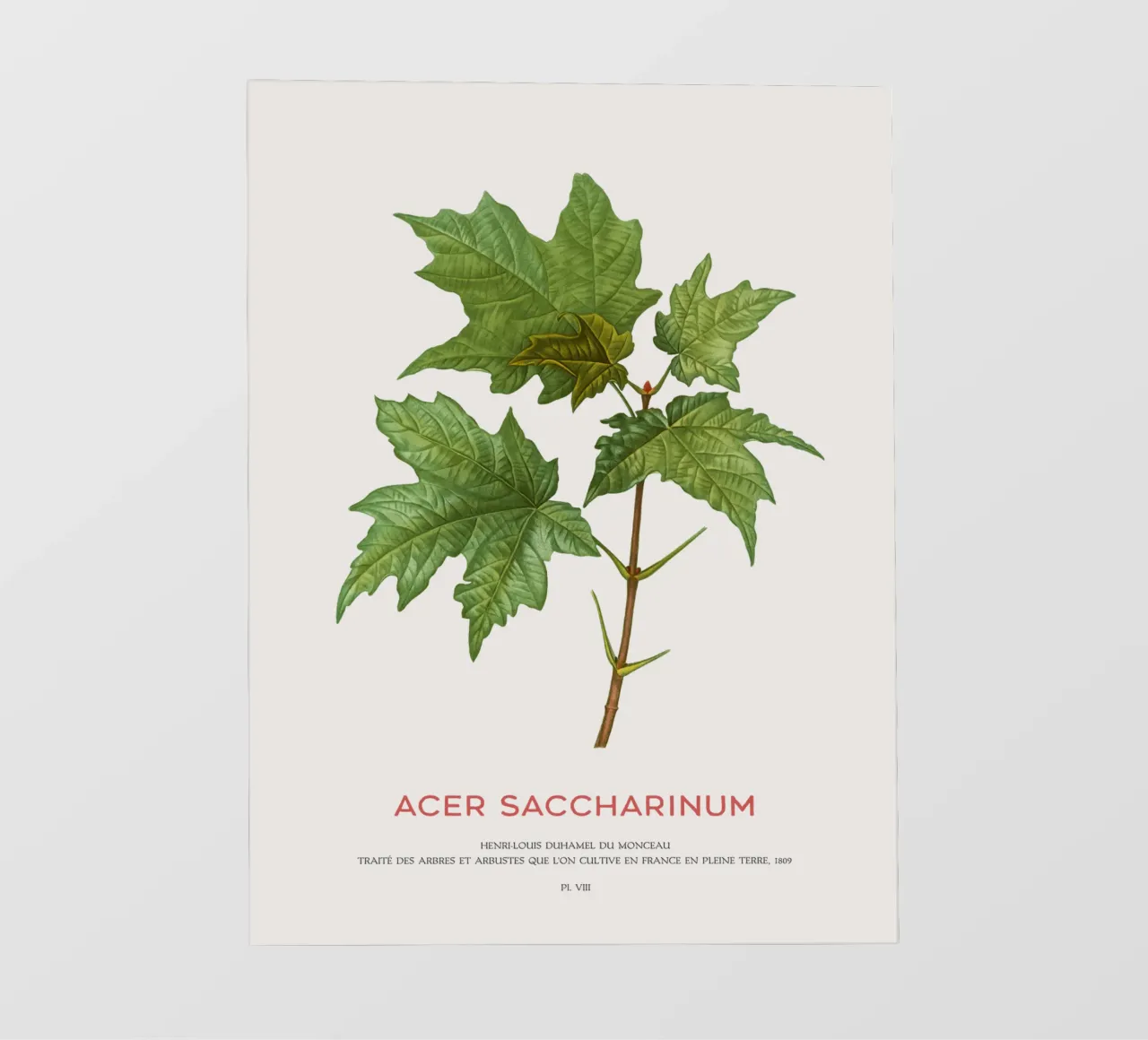 Acero d'argento o Acer Saccharinum telo in pvc da Vintagrafica