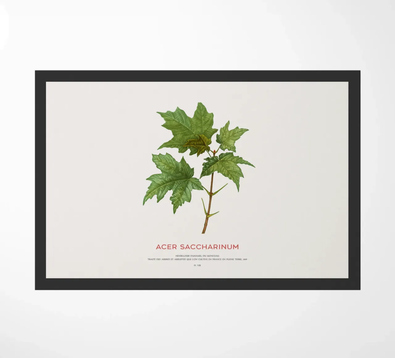 Acero d'argento o Acer Saccharinum zerbino da Vintagrafica