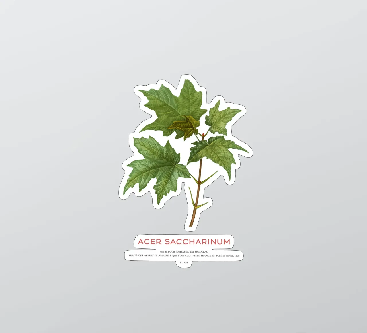 Acero d'argento o Acer Saccharinum adesivo da Vintagrafica