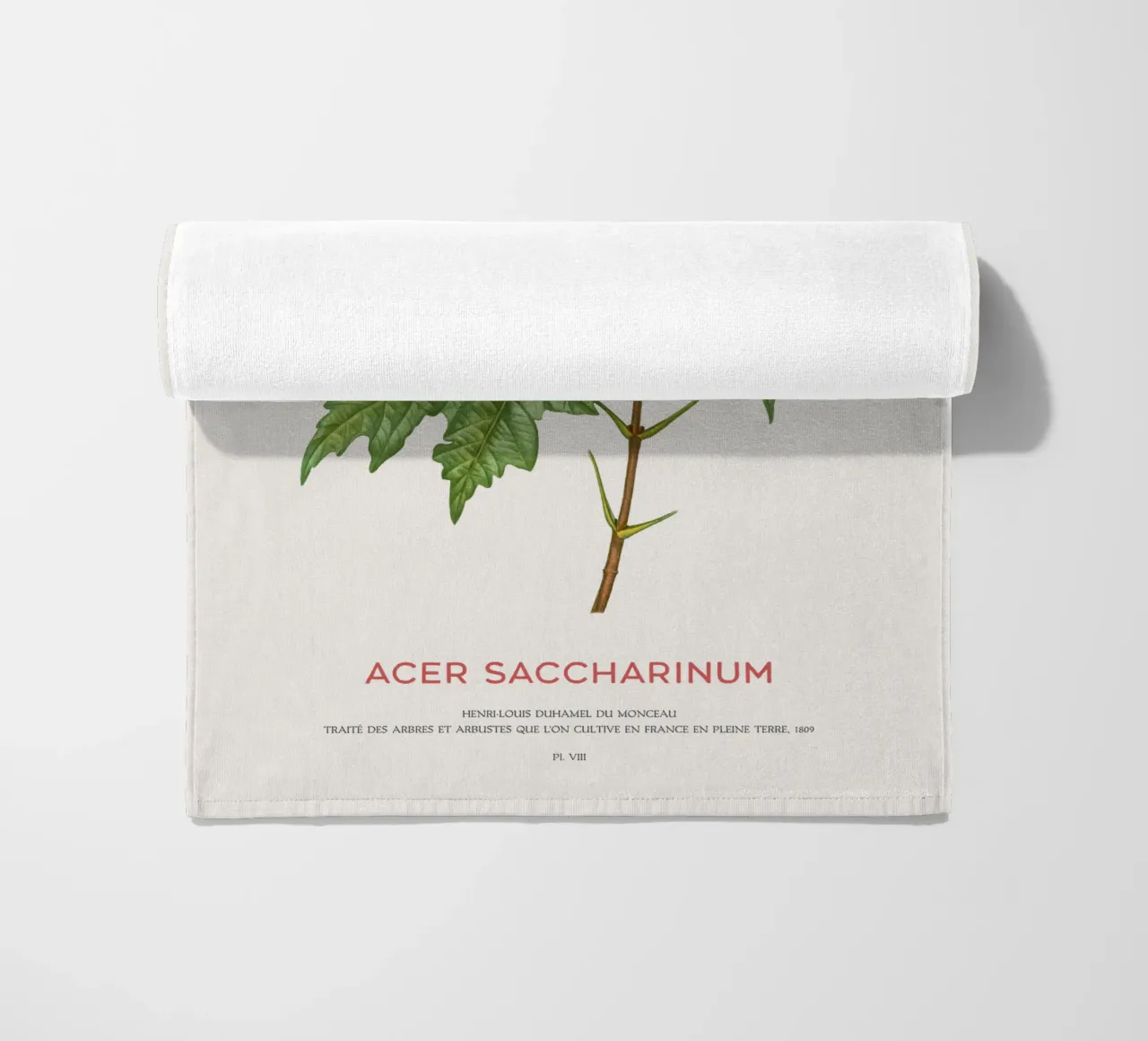 Acero d'argento o Acer Saccharinum telo mare da Vintagrafica