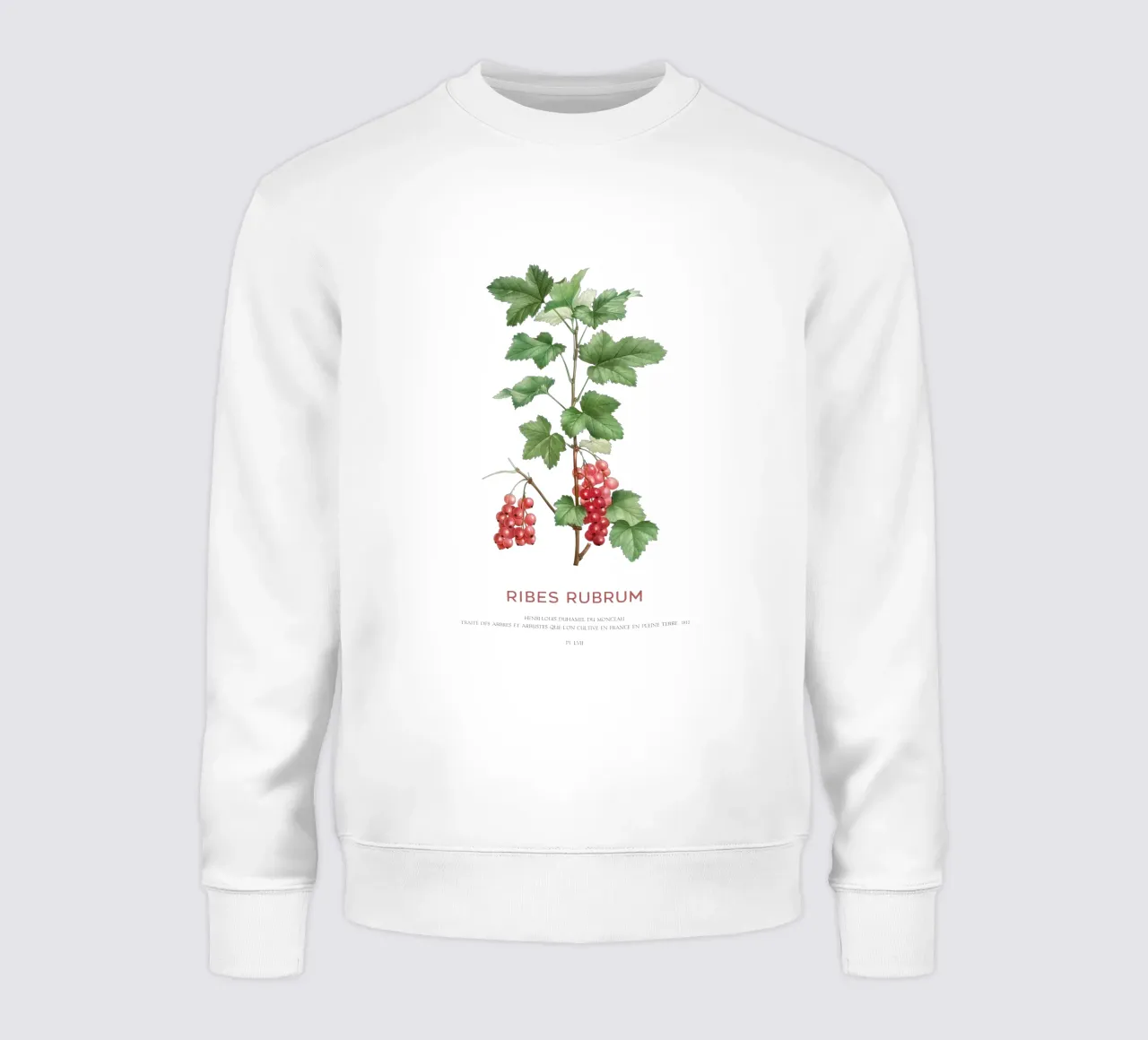 Ribes rosso o Ribes Rubrum felpa da Vintagrafica