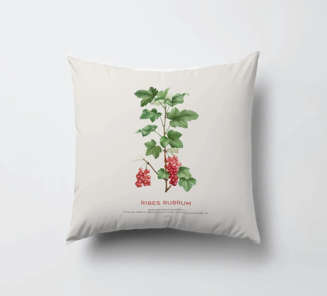 Ribes rosso o Ribes Rubrum cuscino da Vintagrafica
