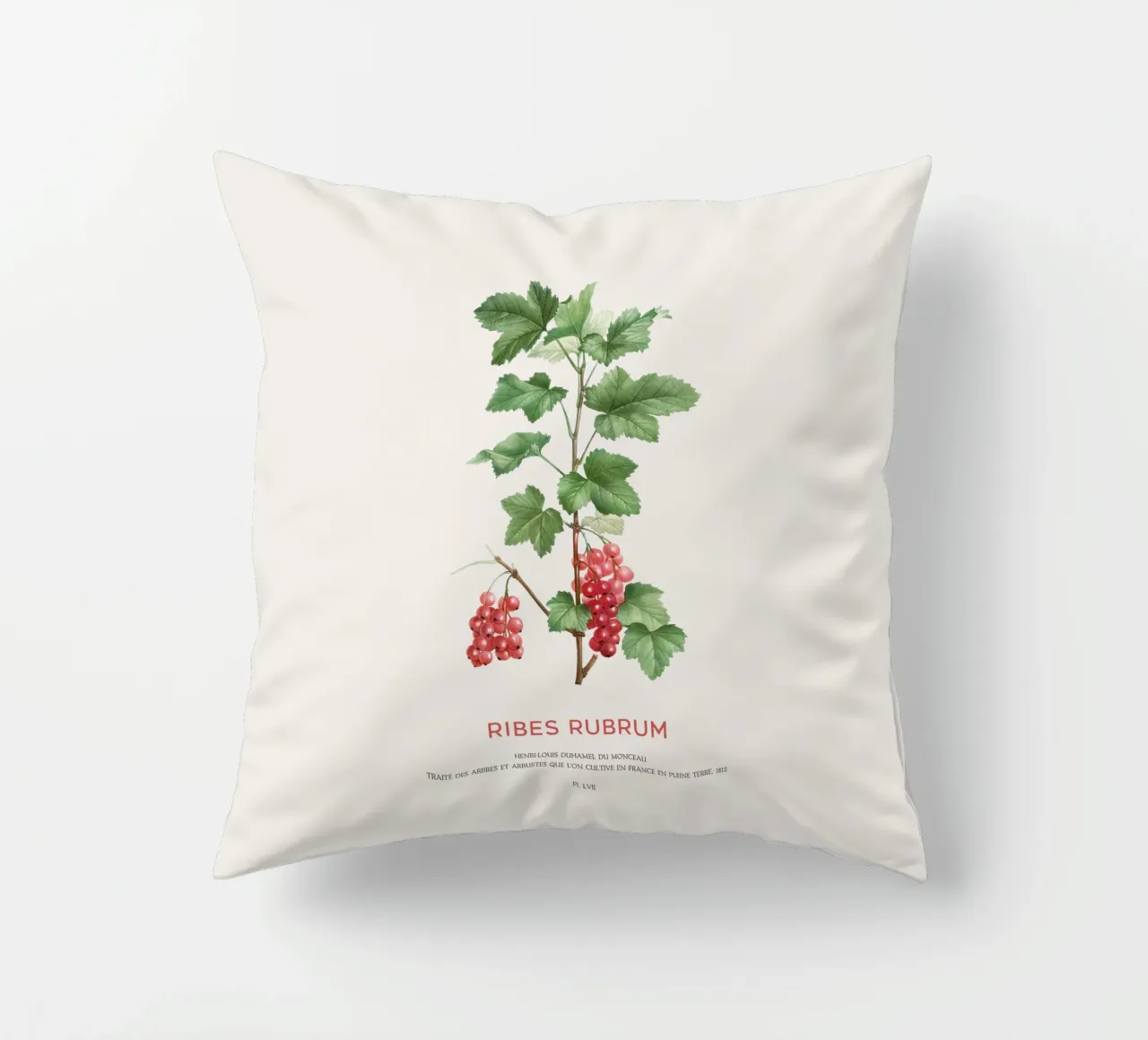 Ribes rosso o Ribes Rubrum cuscino da Vintagrafica