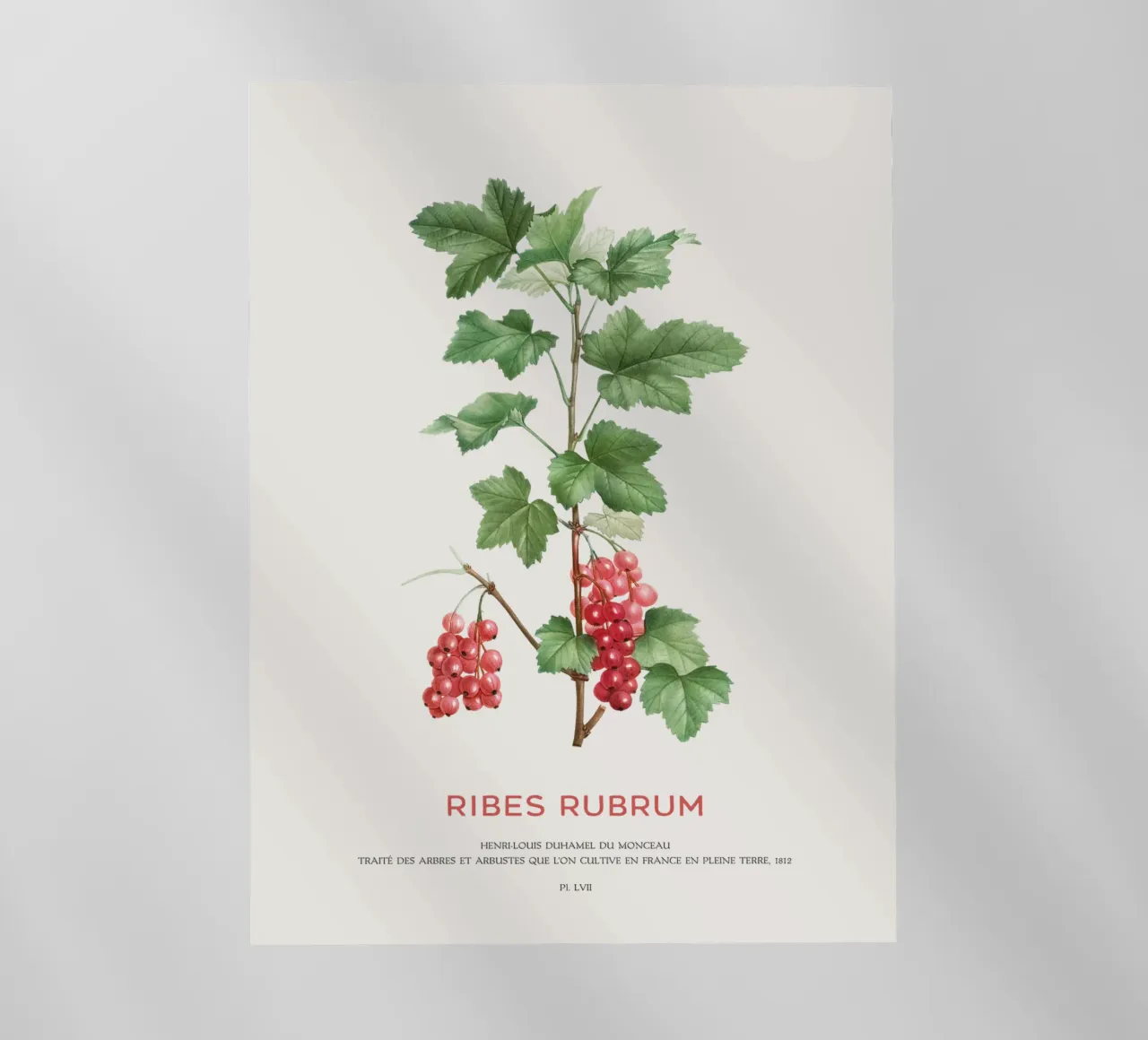 Ribes rosso o Ribes Rubrum pellicola backlit da Vintagrafica