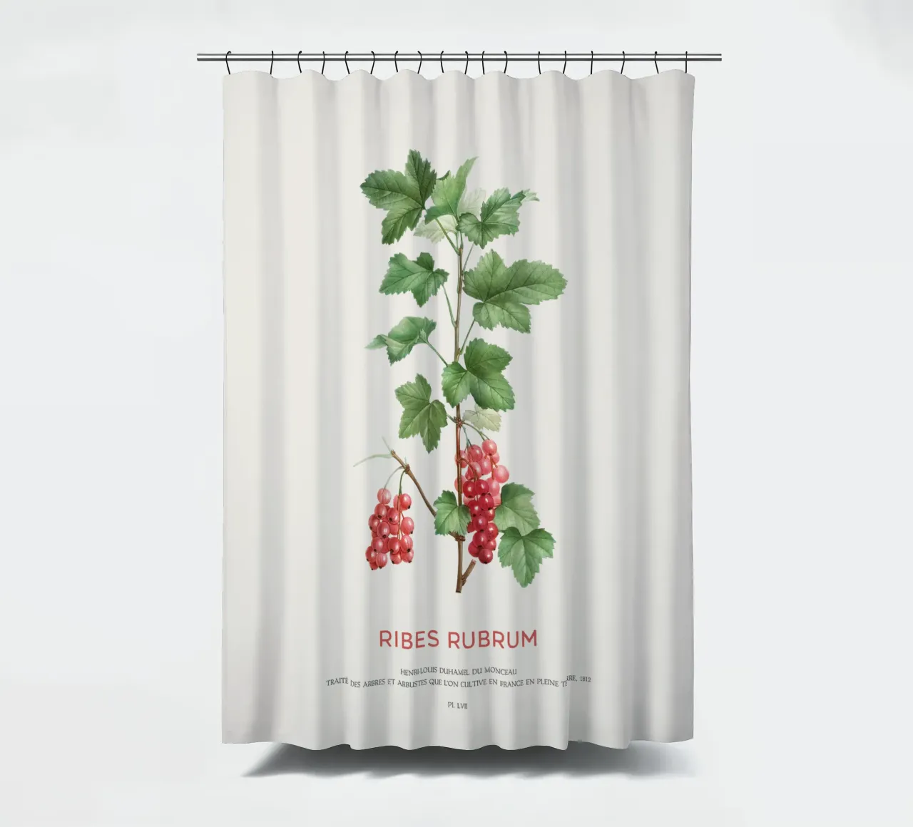 Rote Johannisbeere oder Ribes Rubrum Duschvorhang von Vintagrafica