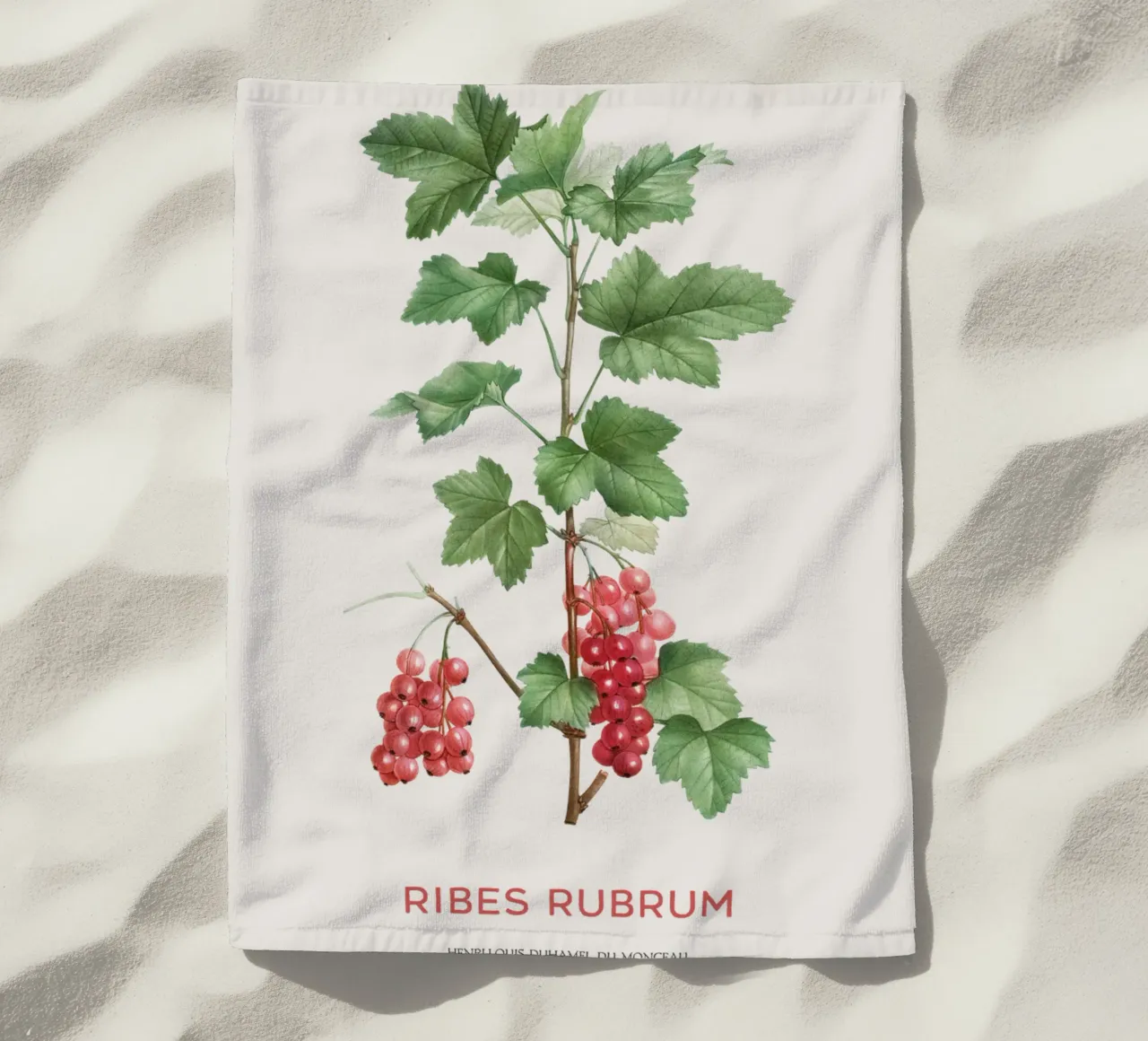 Ribes rosso o Ribes Rubrum telo mare da Vintagrafica