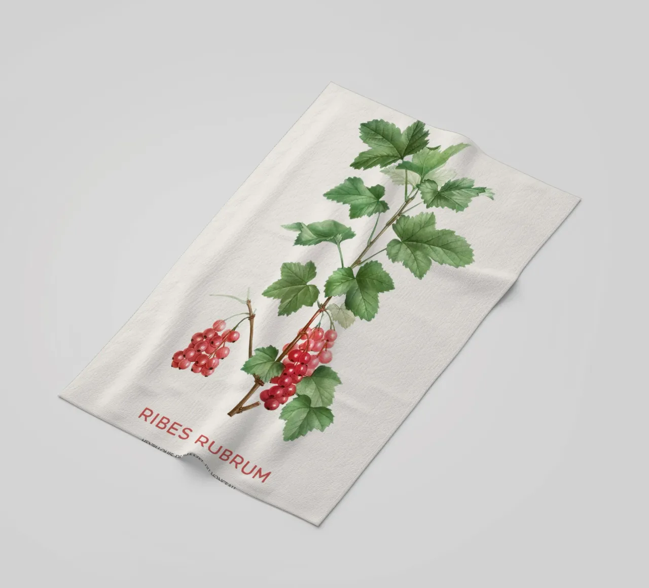Ribes rosso o Ribes Rubrum telo mare da Vintagrafica
