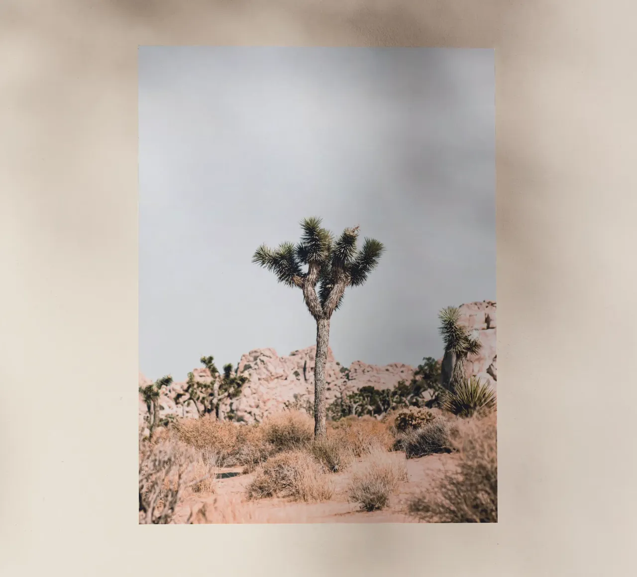 Joshua Tree - Minimalismo del deserto pellicola backlit da Whole©