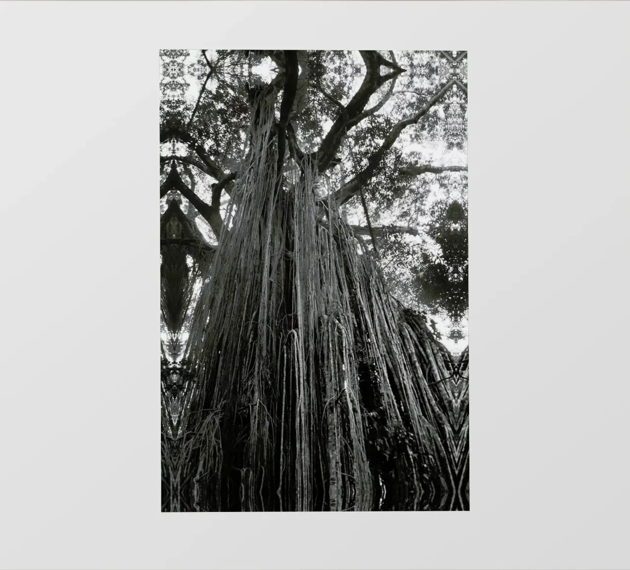Curtain Fig Tree telo in pvc da Victoria Frost