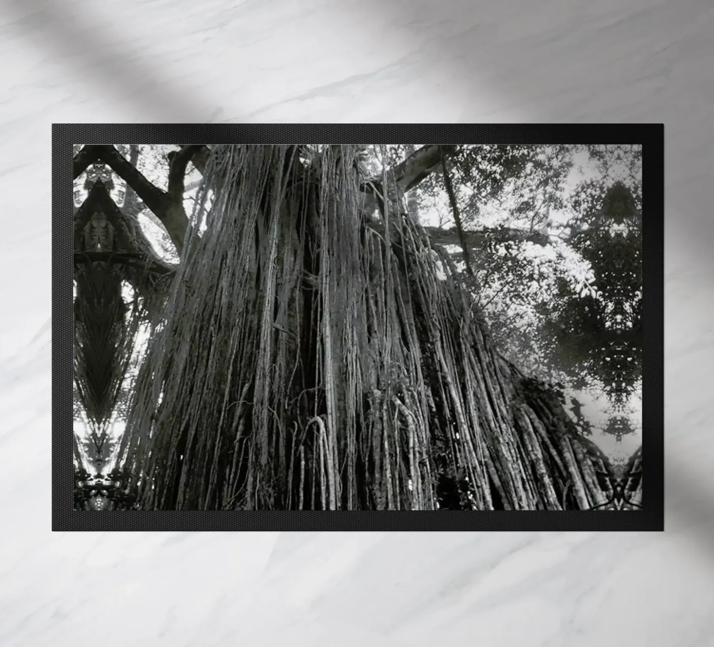 Curtain Fig Tree zerbino da Victoria Frost