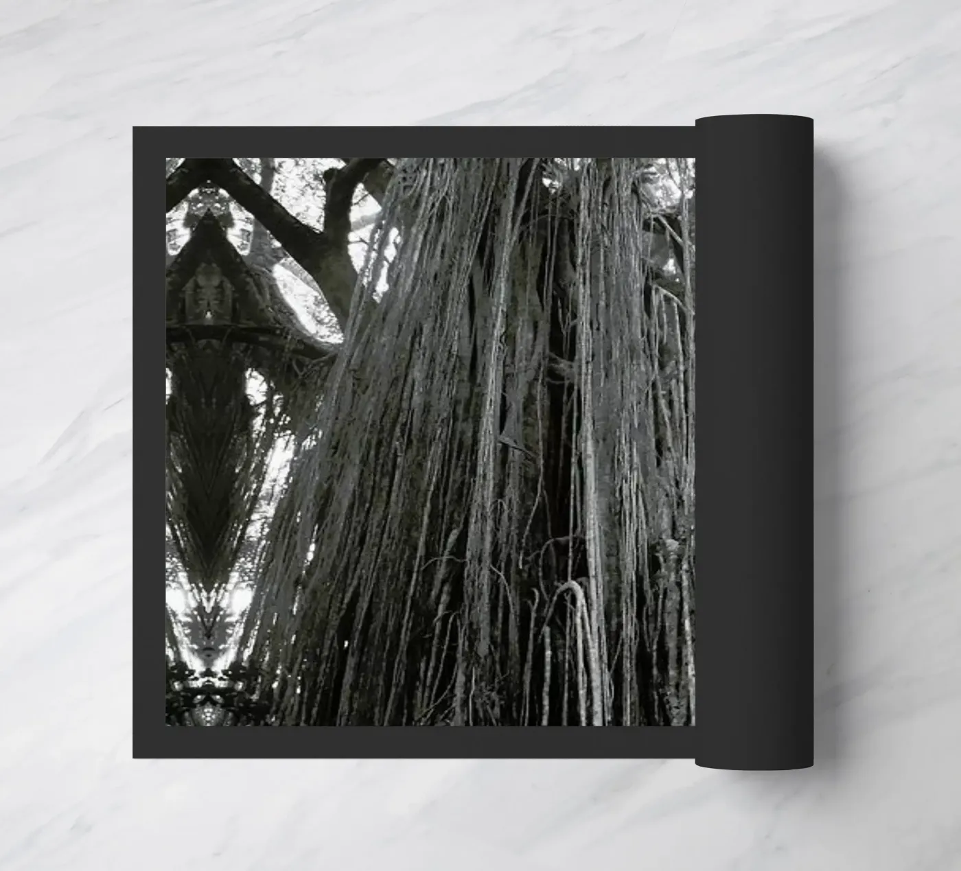 Curtain Fig Tree zerbino da Victoria Frost