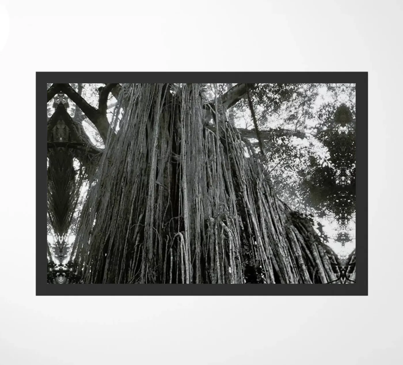 Curtain Fig Tree zerbino da Victoria Frost