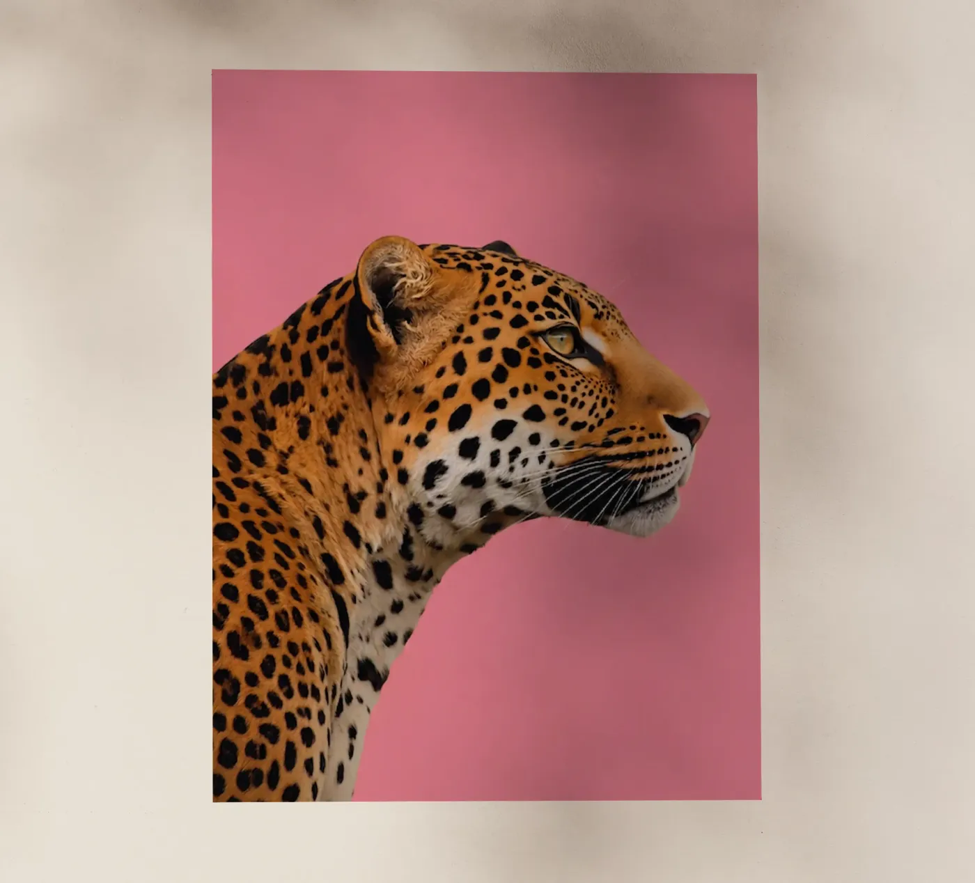 Leopard pink background pellicola backlit da Eliban