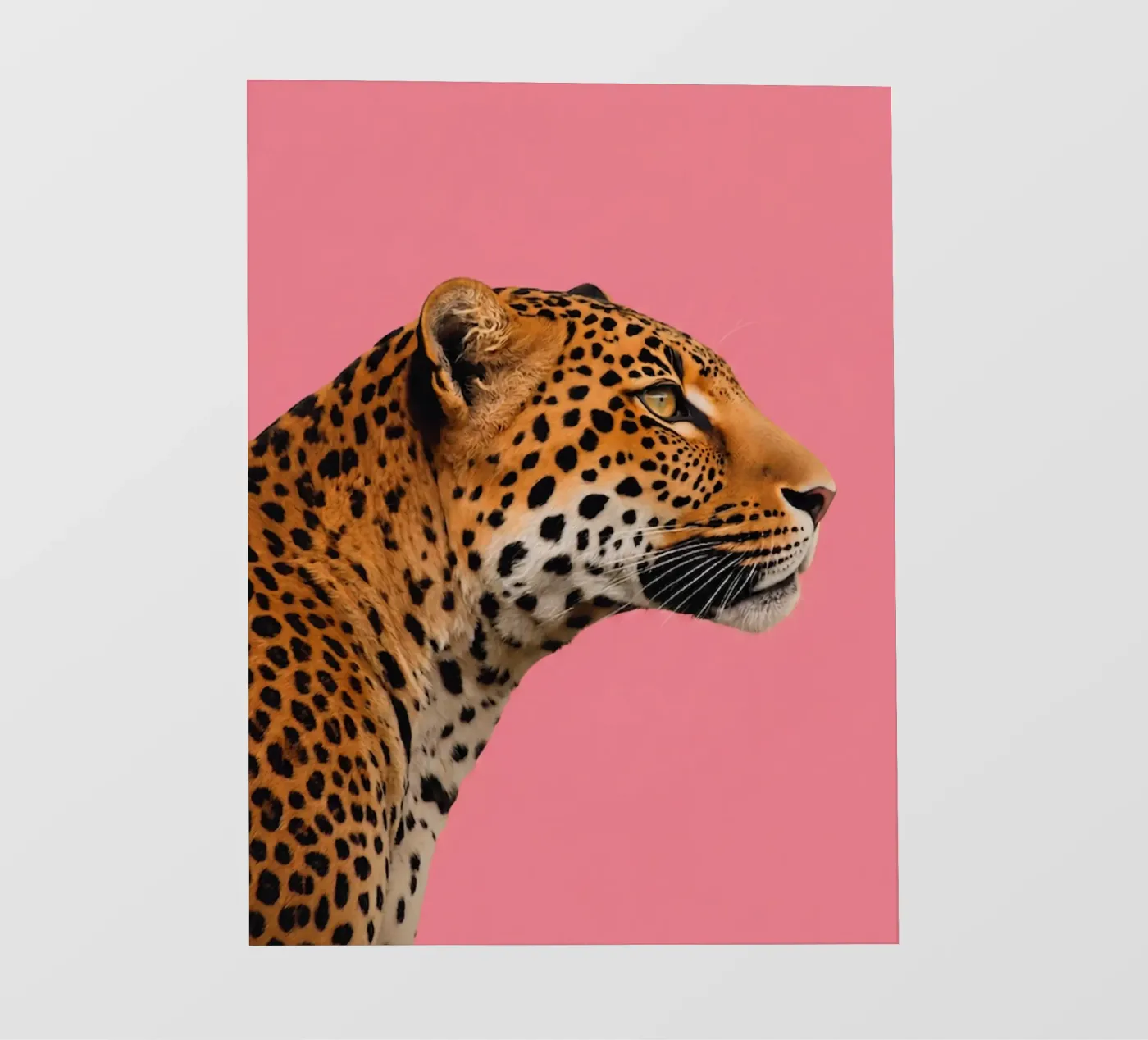 Leopard pink background pellicola backlit da Eliban