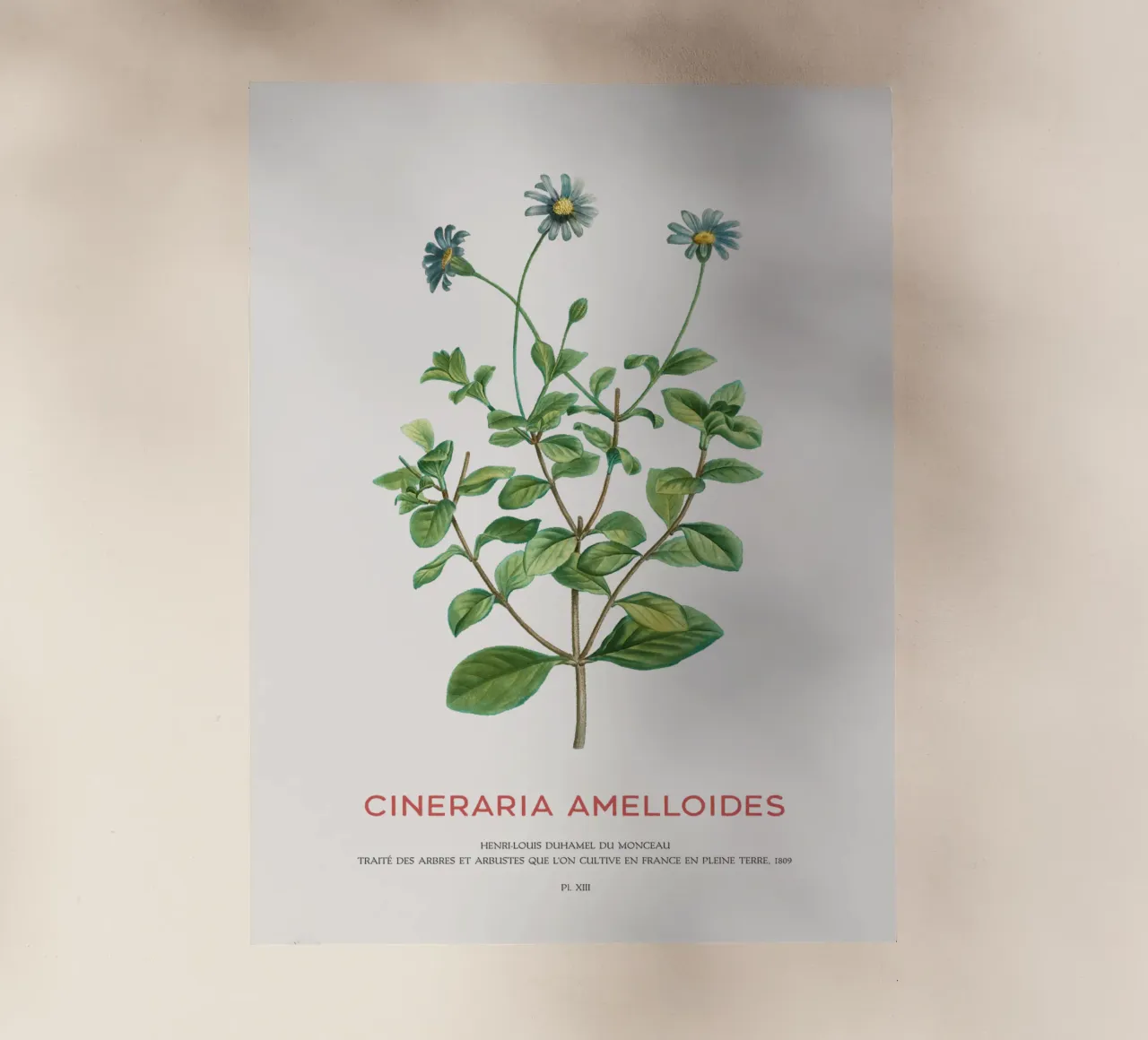 Cespuglio di margherite blu o Cineraria Amelloides pellicola backlit da Vintagrafica
