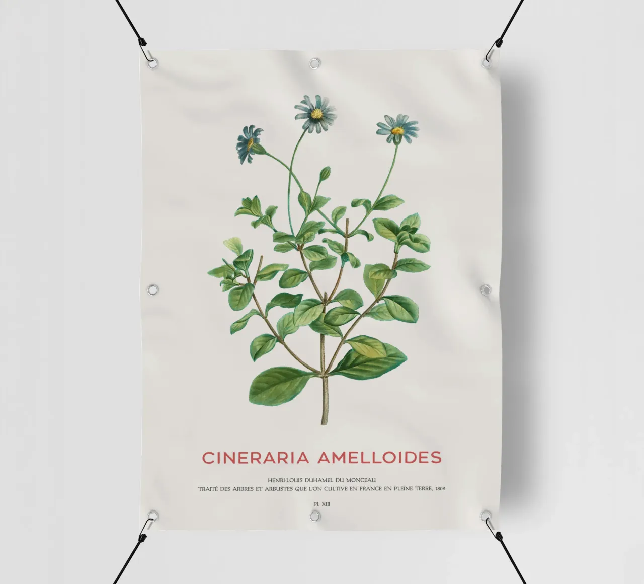 Cespuglio di margherite blu o Cineraria Amelloides telo in pvc da Vintagrafica