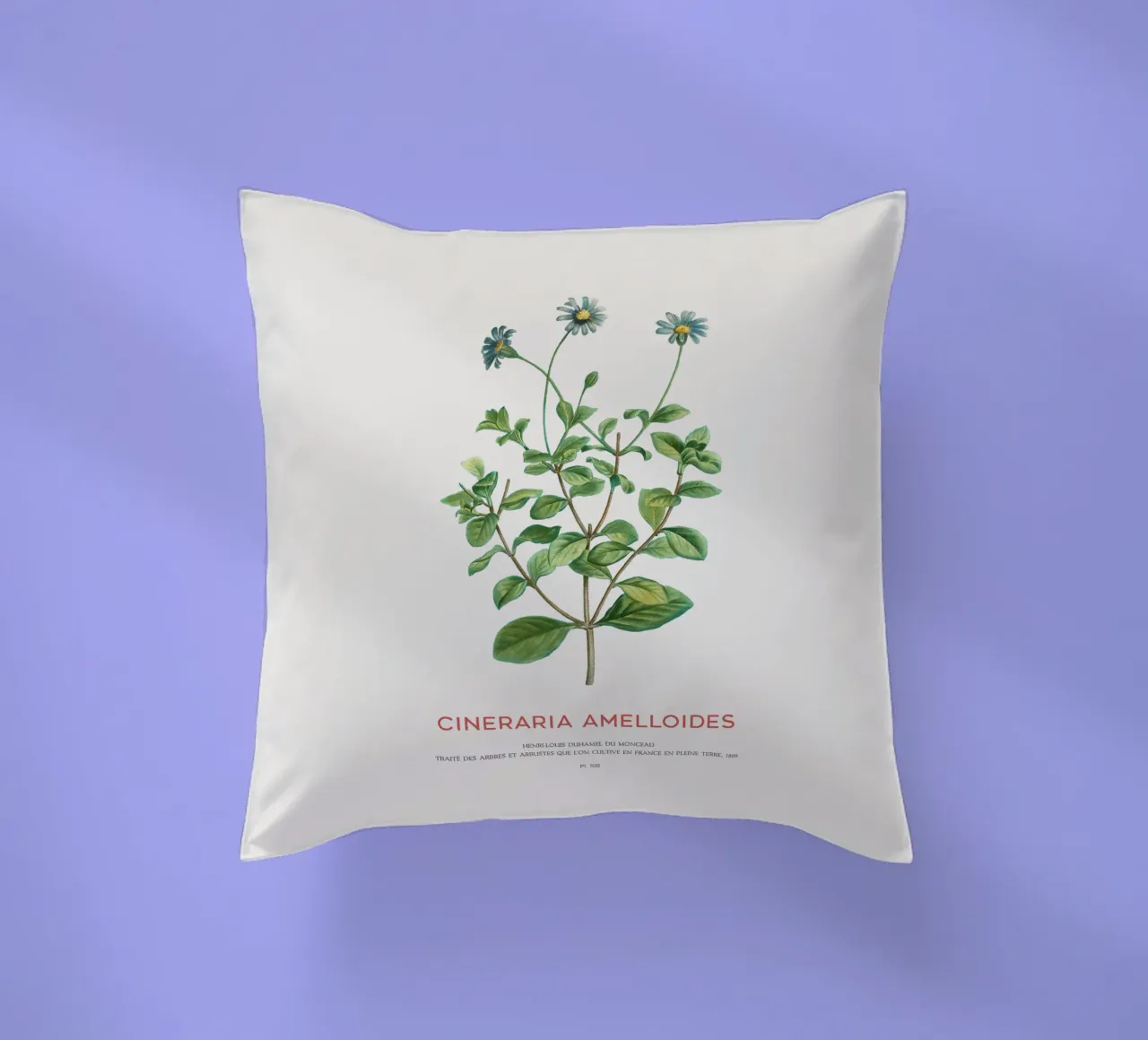 Blue daisy bush or Cineraria Amelloides decorative cushion by Vintagrafica
