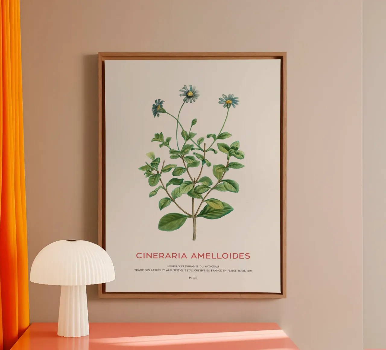 Blauer Gänseblümchenstrauch oder Cineraria Amelloides Leinwand mit Schattenfugenrahmen von Vintagrafica